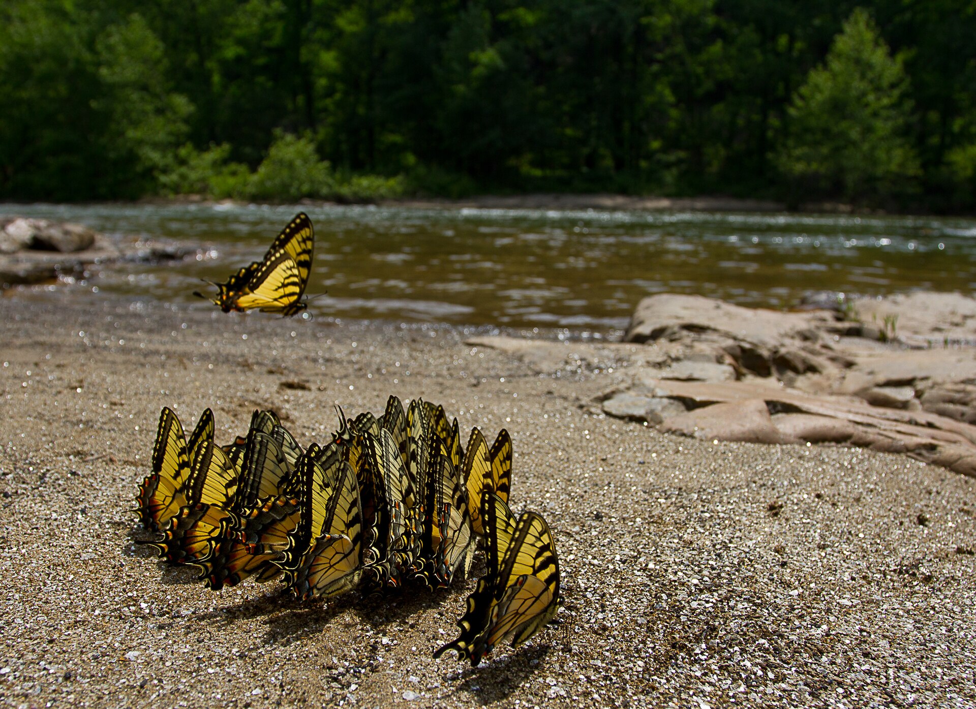 Nolichucky River, Tennessee