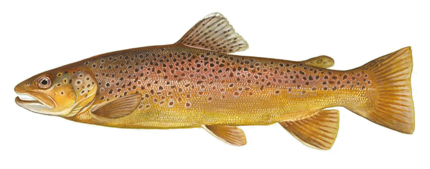 Brown trout