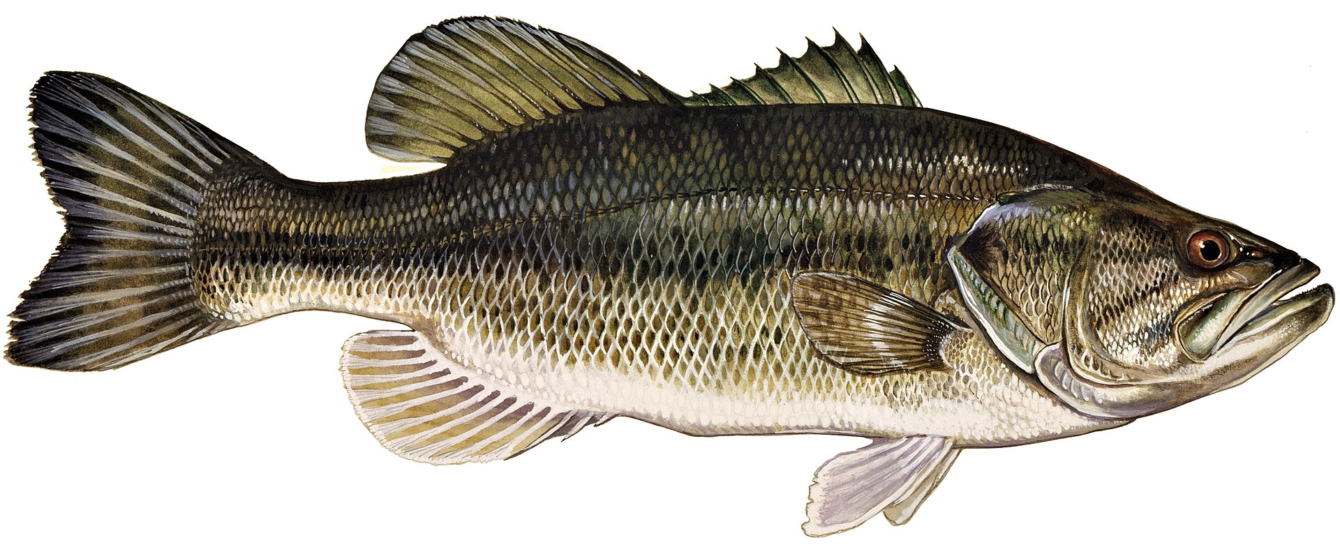 Largemouth bass