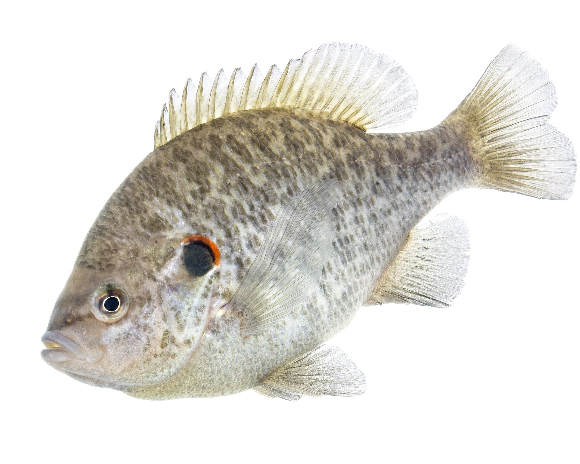 Redear sunfish