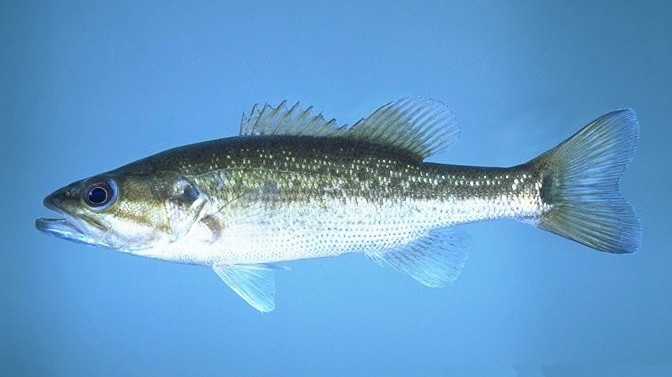 Spotted bass