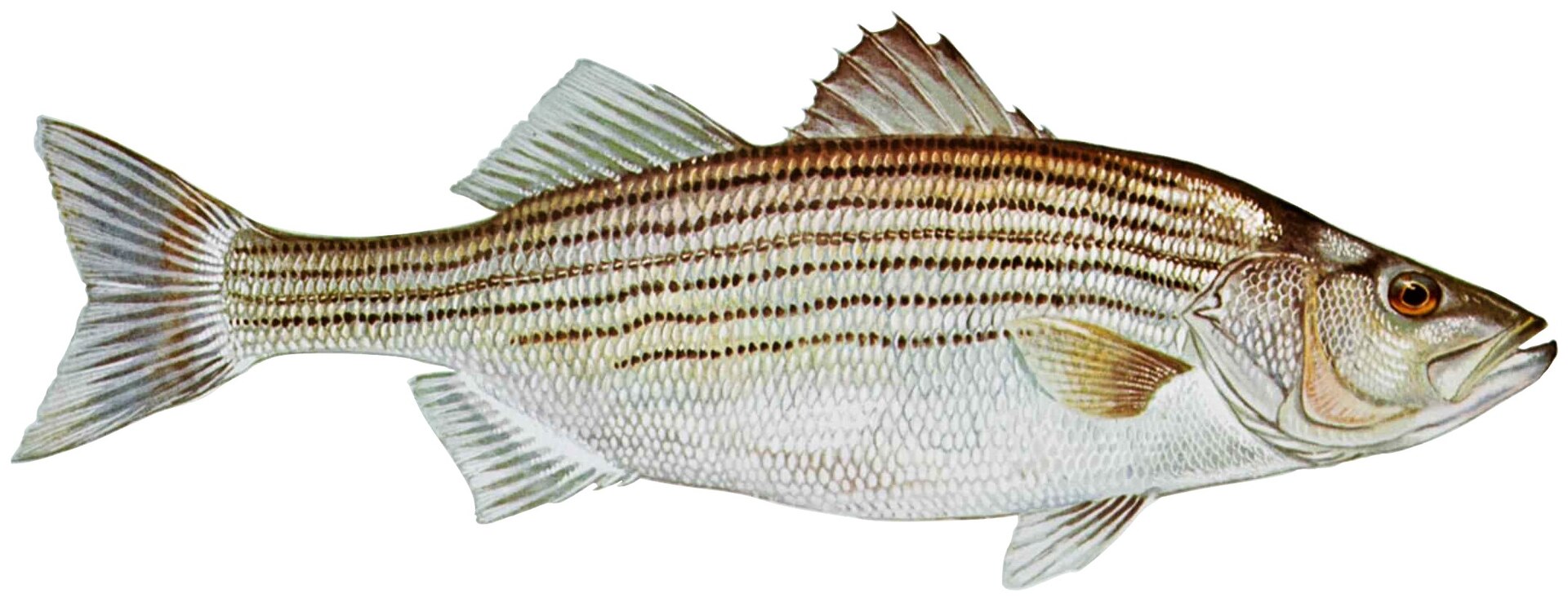 Striped bass