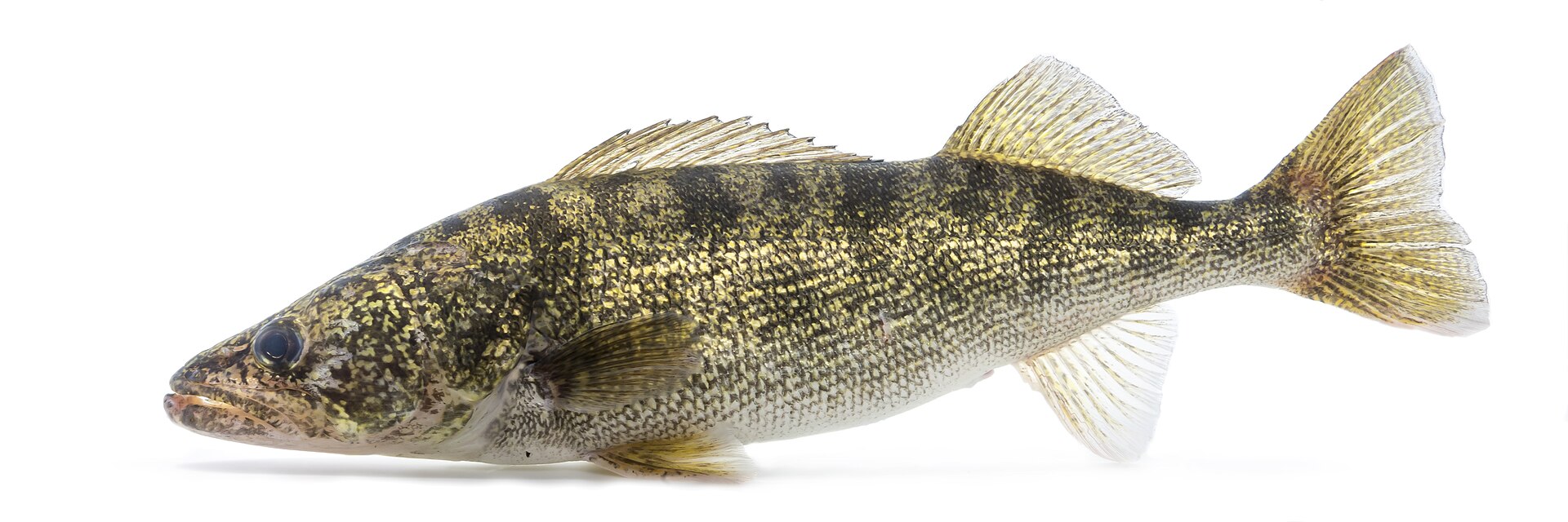 Walleye