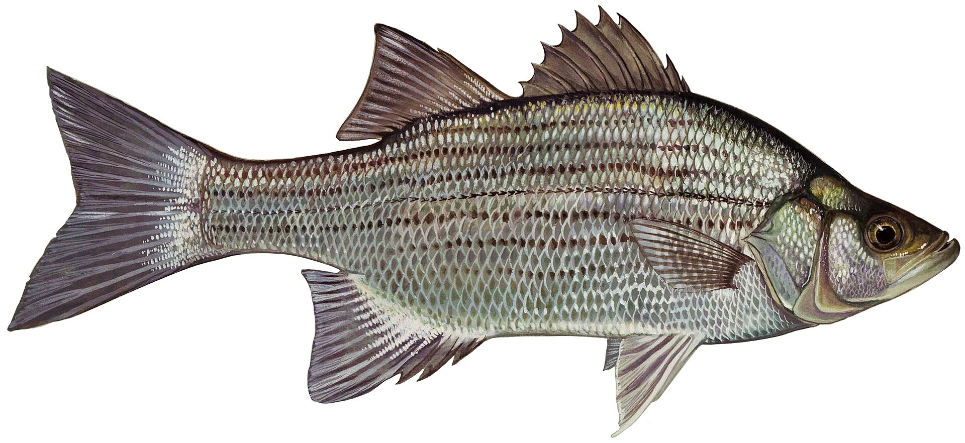 White bass